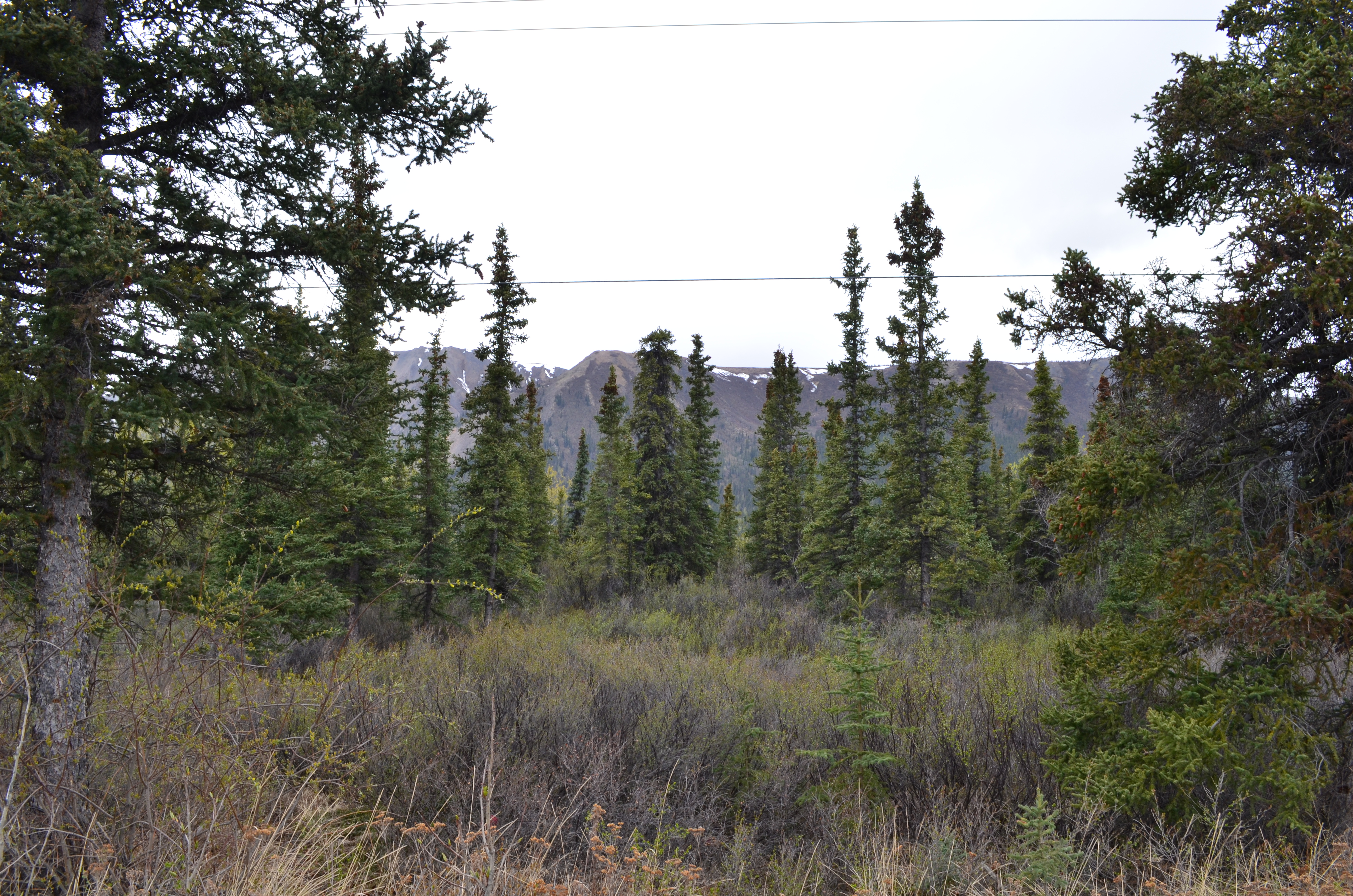 ./2017/08 - Alaska Cruise/03 - Denali/DSC_0123.JPG